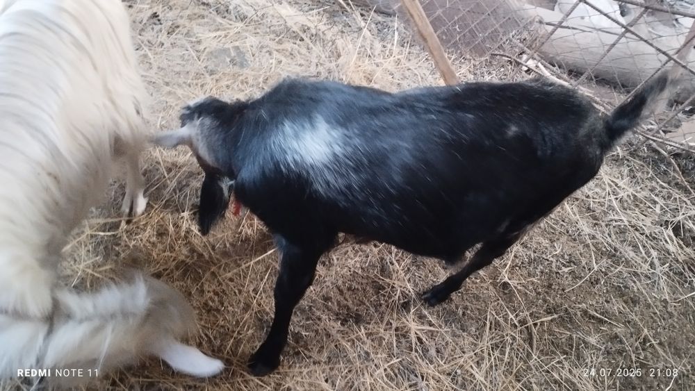 Теке альпийская.