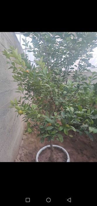 Декоратив Цитрон (японски мандаринча)