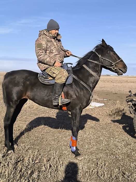 Жеребцы айгырлар