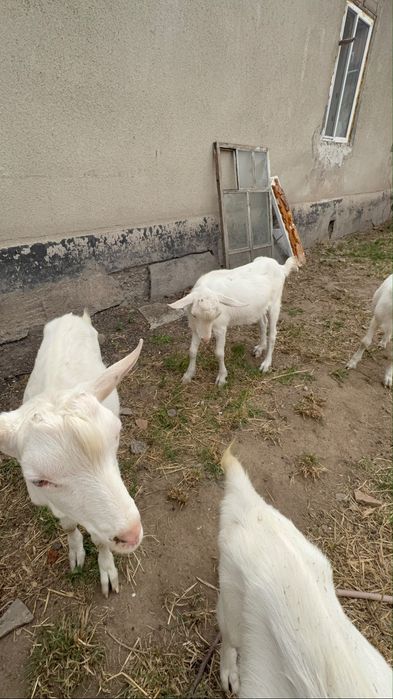 Альпийский лактар сатылады