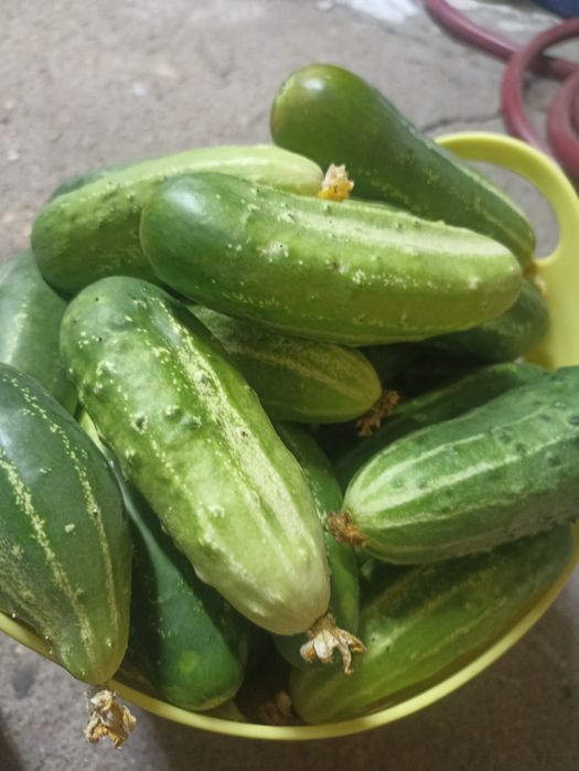 Продам огурцы домашние