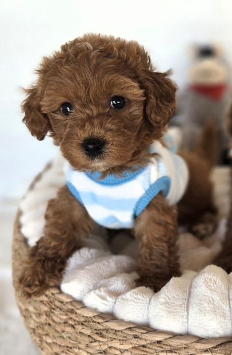 Пудел той Poodle toy /Maltipoo Малтипу