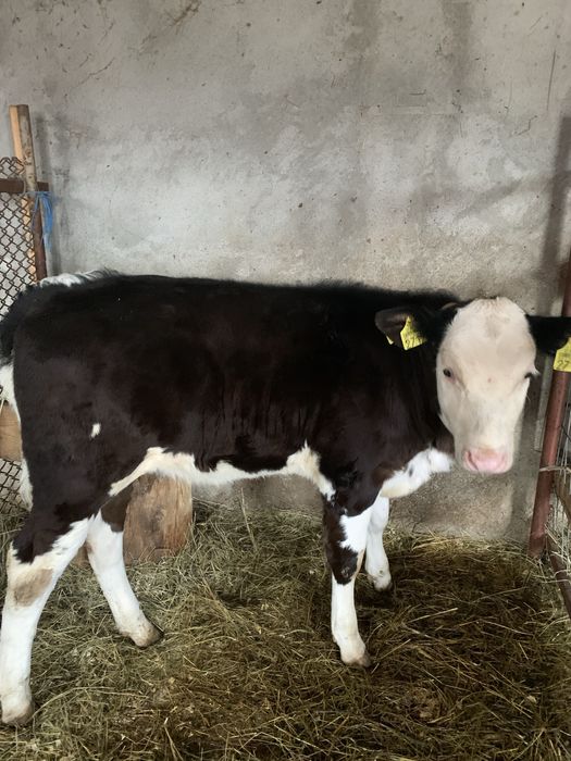 Vând vacă și vițea