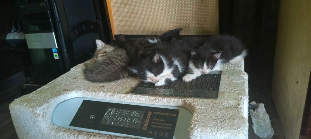 отдадим котят .очень добрым людям
