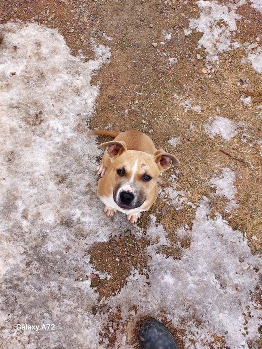 Продаются щенки Стаффорда АСТ