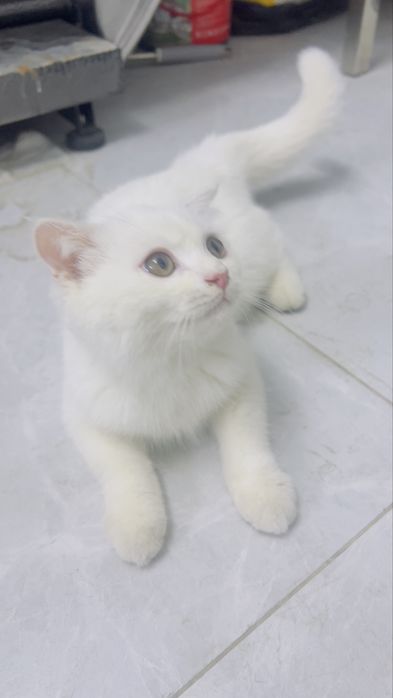 Продаю малчик 3 месяц