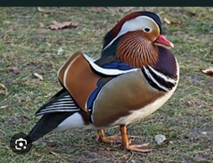 La schimb ratoi mandalin