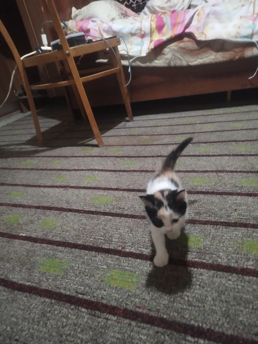 Хорошие катята обсолютно бесплатно