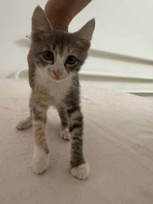 Отдам бесплатно котята