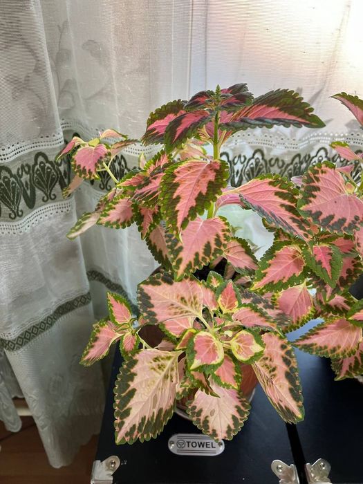 Продам цветы колеусы