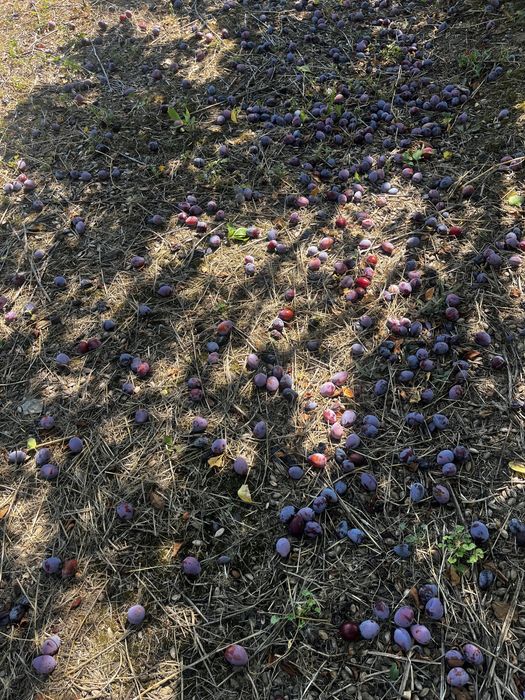 Vand Prune D agen Arjan pentru tuica