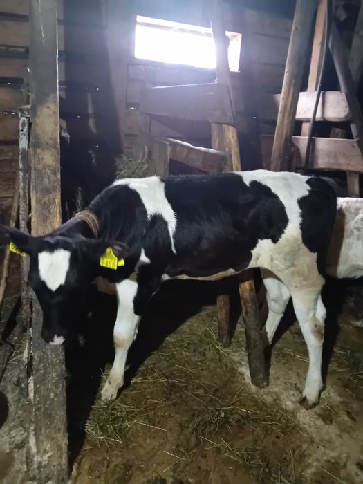 Vand doua vitele Pojorâta jud.Suceava