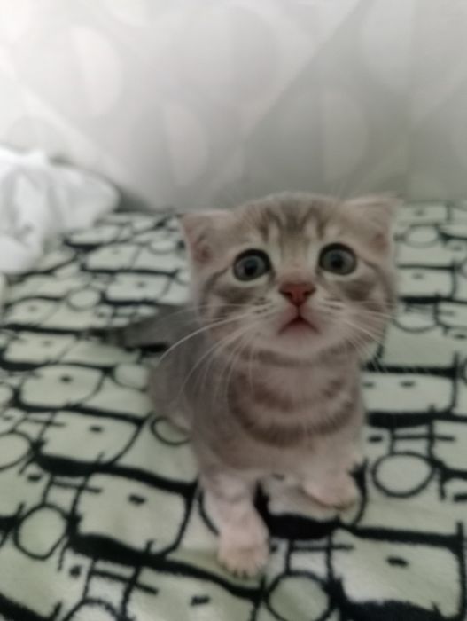 Британцы котята осталось 2