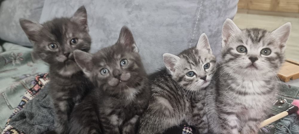 котята в добрые  руки