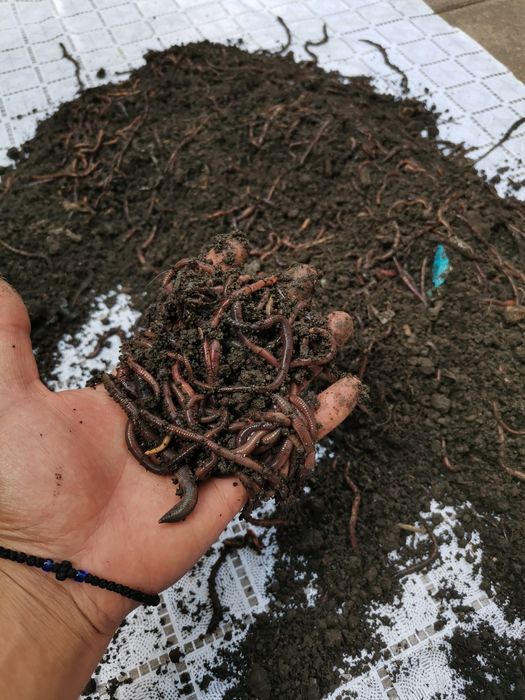 Rame roșii de balegar,Negre Șerpești,Neagra Tulcea,Lipitori apa