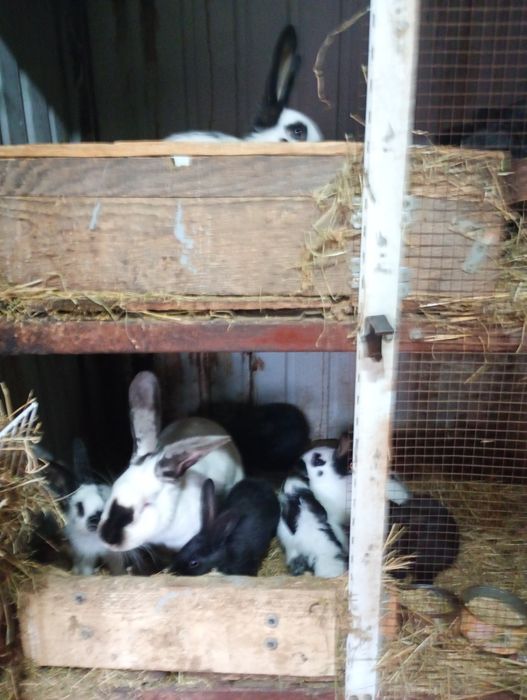 Vând pui de iepuri vii de Paște, preț 55 lei/buc.,negociabil.Tel.07701