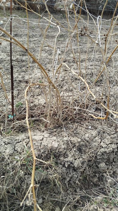 Малина саженцы куст