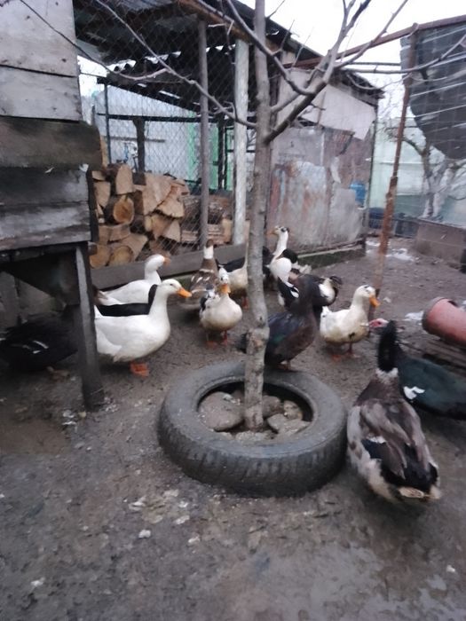 Rate outoare românești