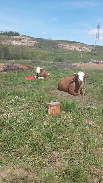 Vand vaci baltata romaneasca, gestante.