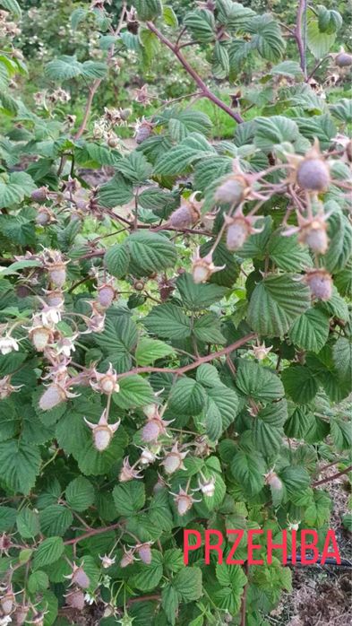 Butasi zmeura si coacaze negre si rosi