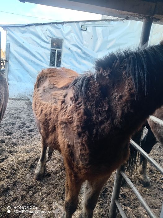 Продам жеребчика