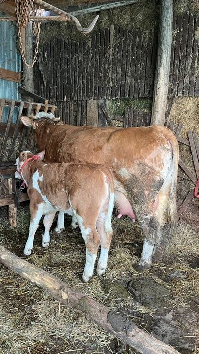 Vând vacă cu vițel