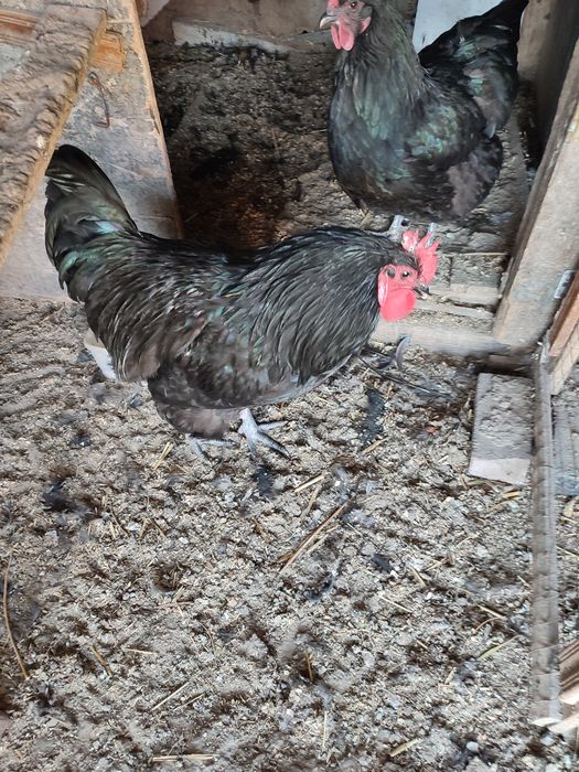 Петух Австролорп молодой