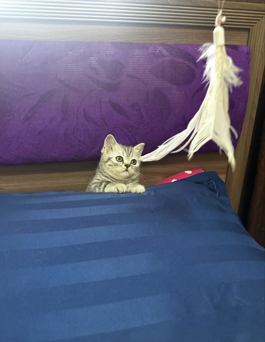 Продам шотландских котят!