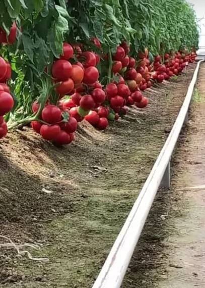 Памидор кучати (nixol)