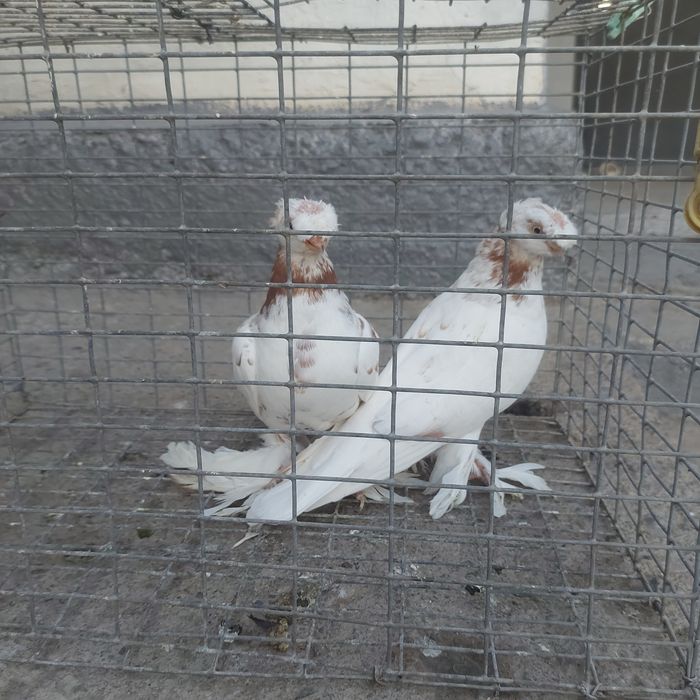 Гулбадам двух чуби самец самка