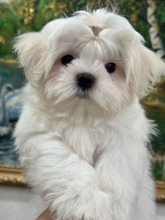 Мальтезе кукольный мальчик
