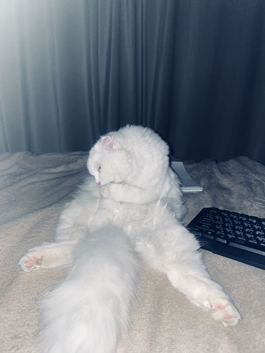 Продам разноглазую Турецкую Ангору