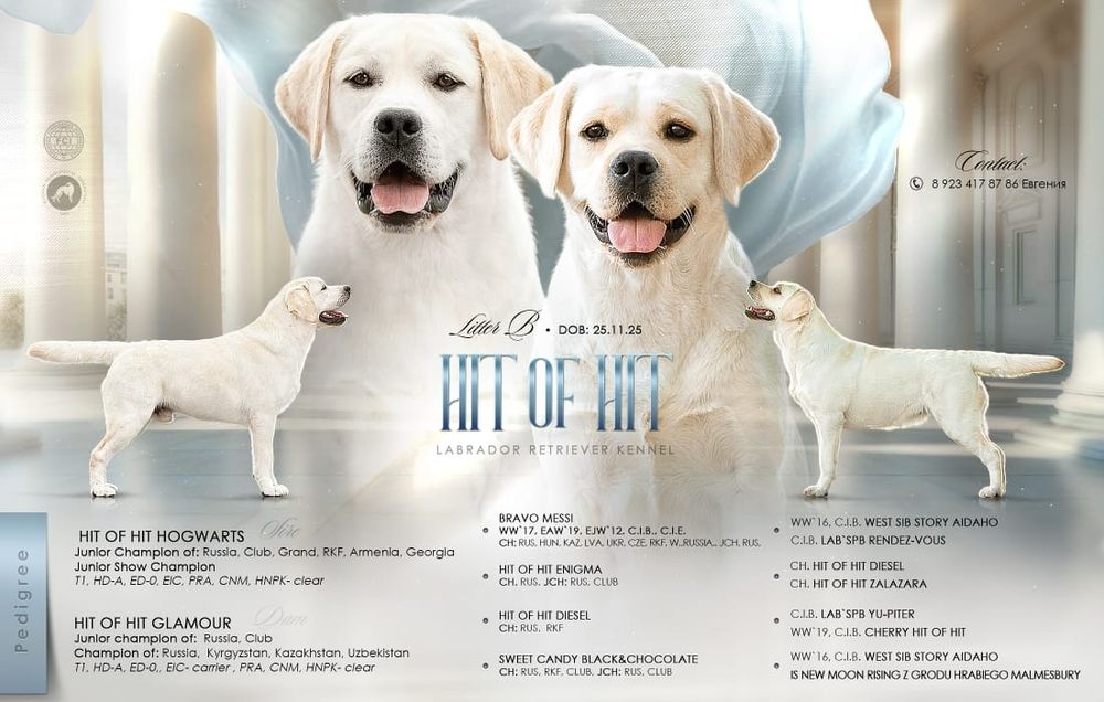 Продам щенков Лабрадора