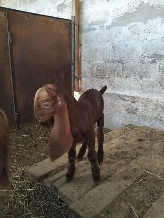 Продается козлёнок 50%камори, 50% битал !