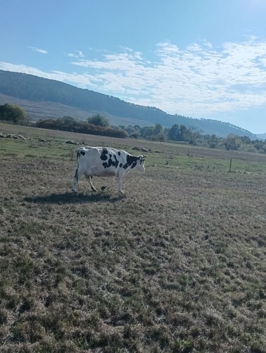 Vând 2vaci cu lapte