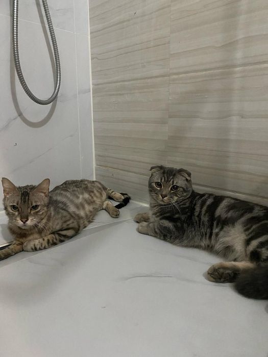 Кошки висловухи и бингалский