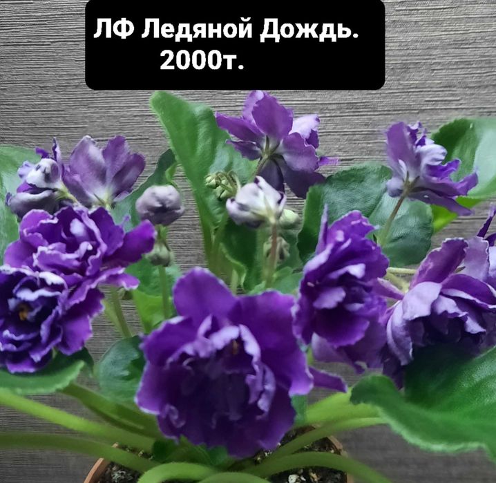 фиалки сортовые цветущие