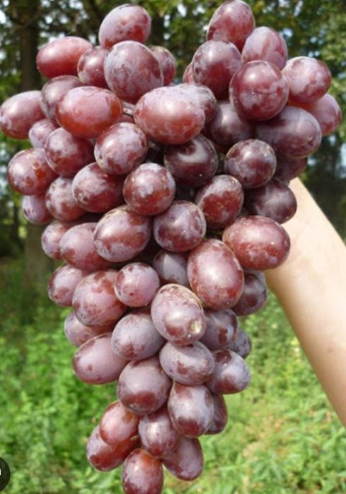 Порно мольді онлайн көру