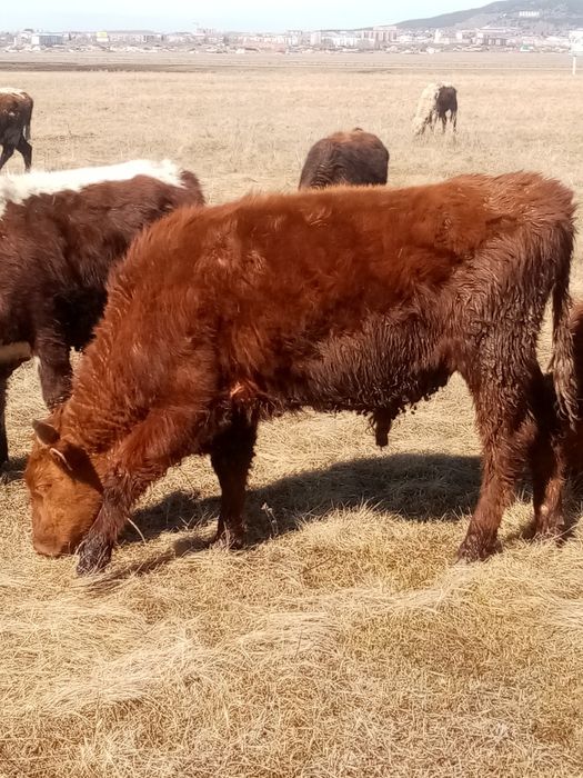 Продам  бычков на доращивание