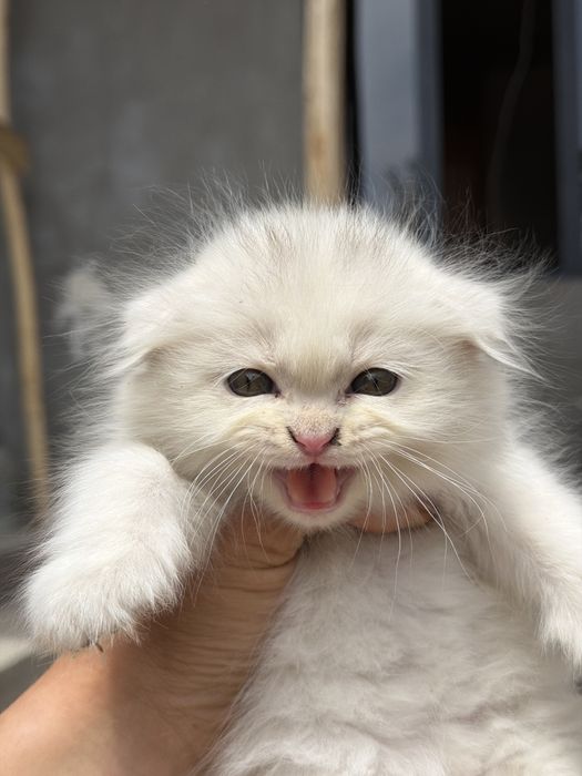 mushun cunadganla bladi buni narxn kelwamz bemalol tel qlila