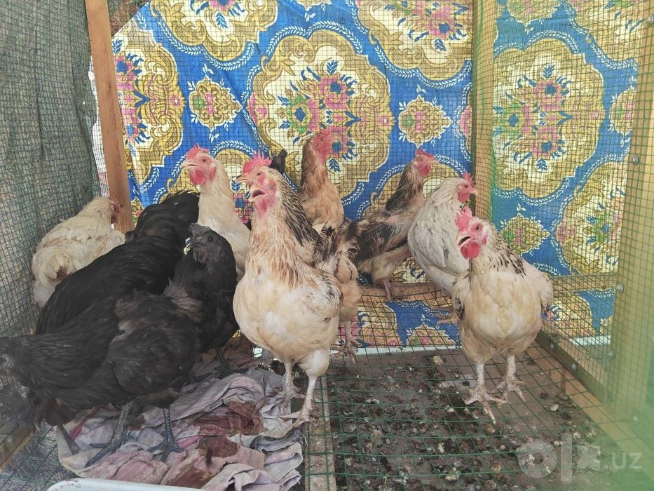 Faqat bugun Tovuqlar sotiladi