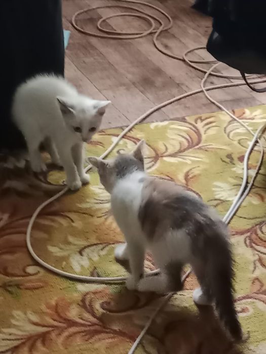 Отдам котят в добрые руки