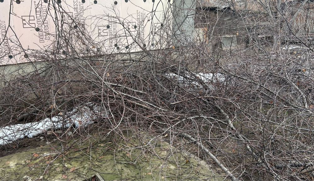 Дрова даром.