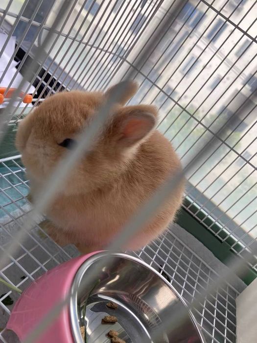 декоративный кролик