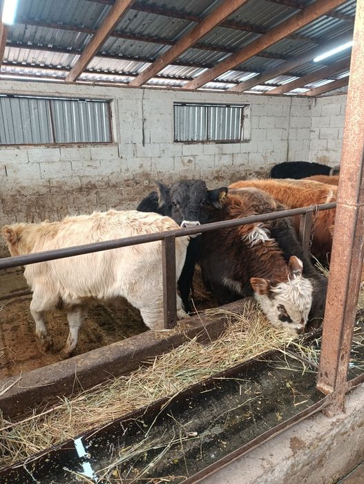 Продаются бычки подсосы