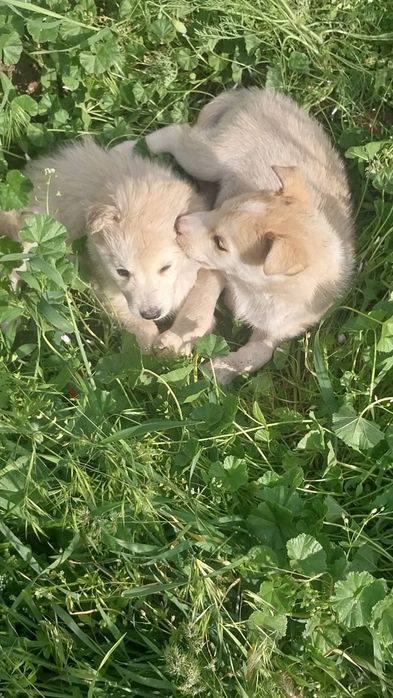 Хаски щенята продаем