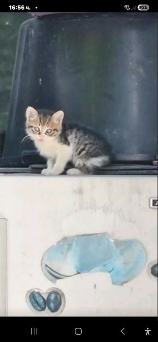 Подарявам малко котенце