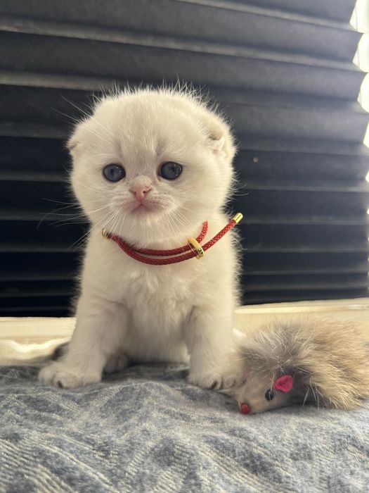 Котенок от правильной вязки серебренная шиншила британсккя