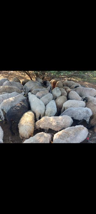 Berbecuti Turcani Brezi Grași