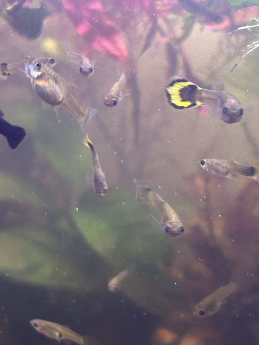 Mix guppy de vanzare